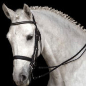 Meet your Posher, Molly